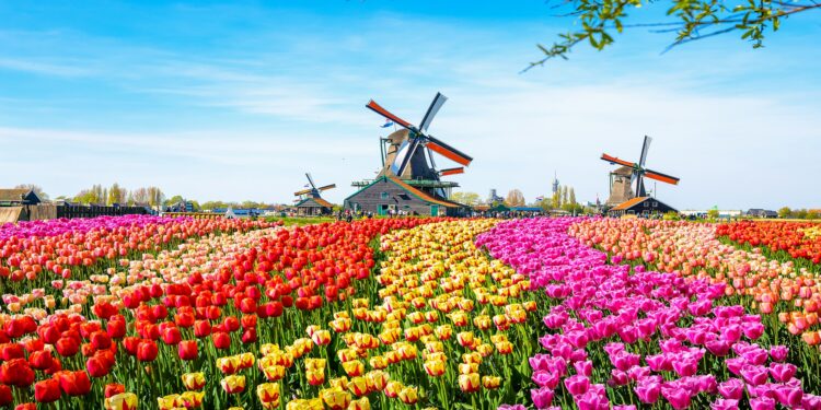 Reihenanbau von Tulpen in verschiedenen bunten Farben im Hintergrund mehrere Windmühlen vor blauem Himmel