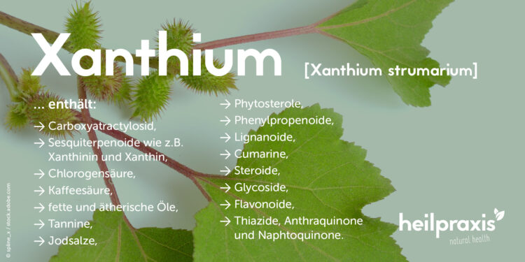 Inhaltsstoffe von Xanthium