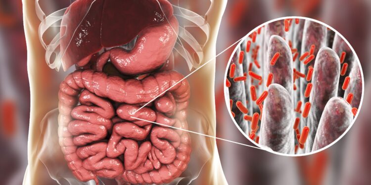 Schaubild über Darmbakterien.