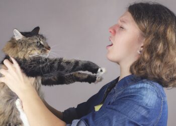 Bei der Katzenhaarallergie überreagiert das Immunsystem auf bestimme Eiweiße, welche die Katze zum Beispiel über Urin und Speichel absondert. (Bild: daylight917/stock.adobe.com)