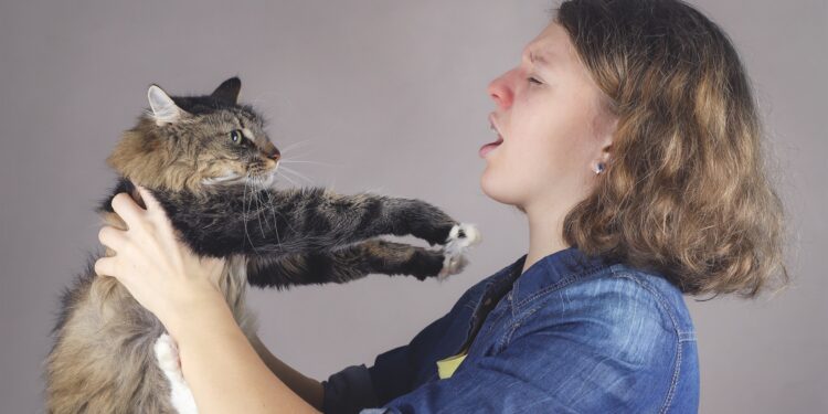 Bei der Katzenhaarallergie überreagiert das Immunsystem auf bestimme Eiweiße, welche die Katze zum Beispiel über Urin und Speichel absondert. (Bild: daylight917/stock.adobe.com)