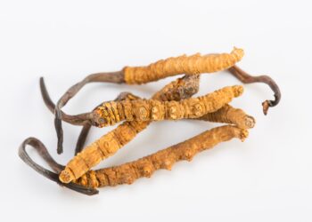 Bild des Pilzes Cordyceps sinensis.