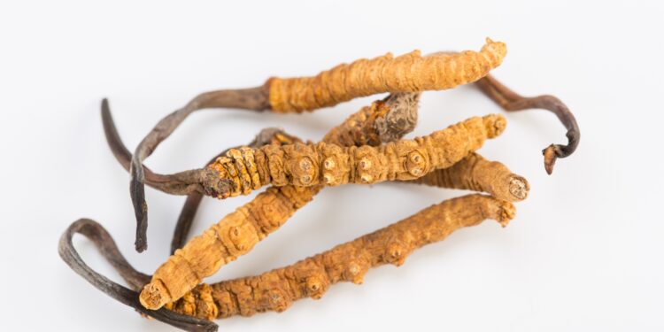 Bild des Pilzes Cordyceps sinensis.