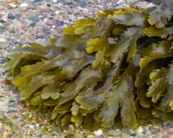 Bündel grüner Braunalgen auf Kieselsteinen