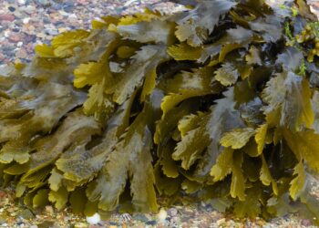 Bündel grüner Braunalgen auf Kieselsteinen