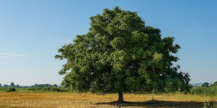 Einzeln stehender Walnussbaum mit grünem Laub vor blauem Himmel