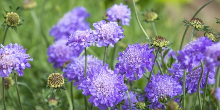 Blaue Acker-Witwenblumen blühen auf einer Wiese