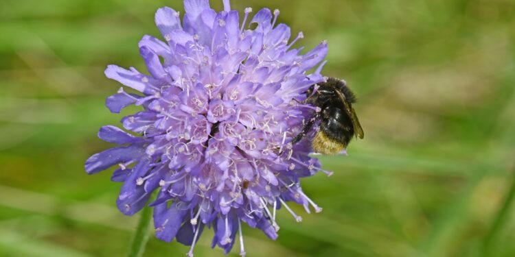 Wildbiene bestäubt eine Acker-Witwenblume (Knautia arvensis)