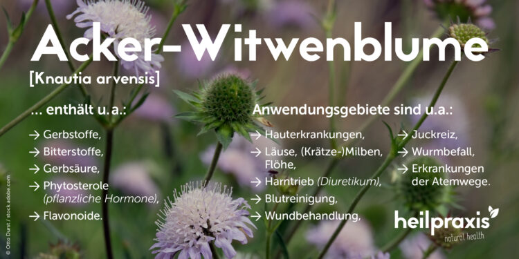 Die wichtigsten Inhaltsstoffe und Anwendungsgebiete der Acker-Witwenblume (Knautia arvensis)
