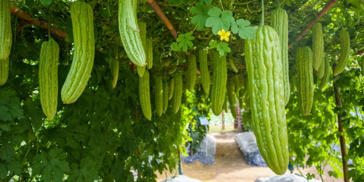 Bittermelonenfrüchte hängen von einem Rankgitter über einem Weg