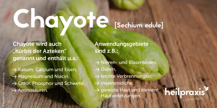 Übersicht der Inhaltsstoffe und Anwendungsgebiete von Chayote Sechium edule