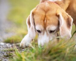 Hund schnüffelt am Boden