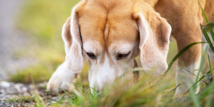 Hund schnüffelt am Boden