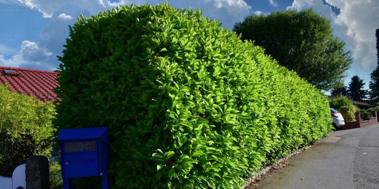 Hecke aus Kirschlorbeer in einer Wohnsiedlung