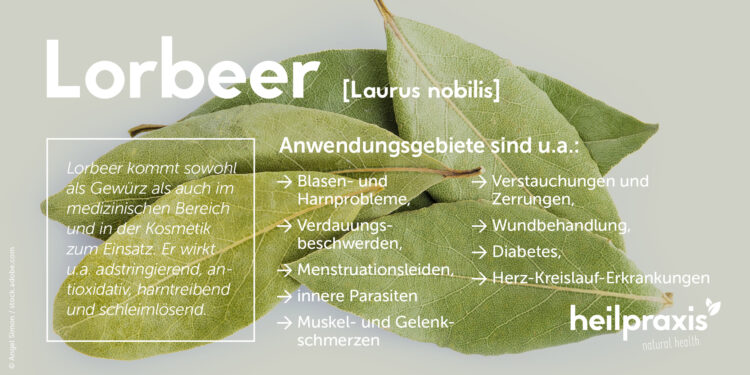 Übersicht der Wirkung und Anwendungsgebiete von Echtem Lorbeer Laurus nobilis