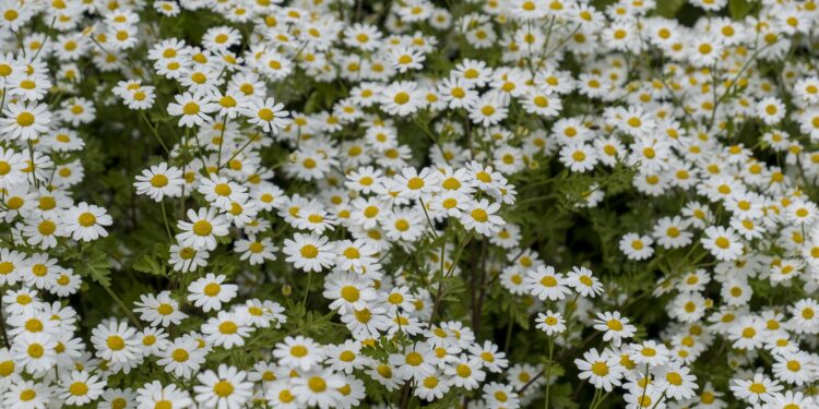 Mutterkraut (Tanacetum parthenium)