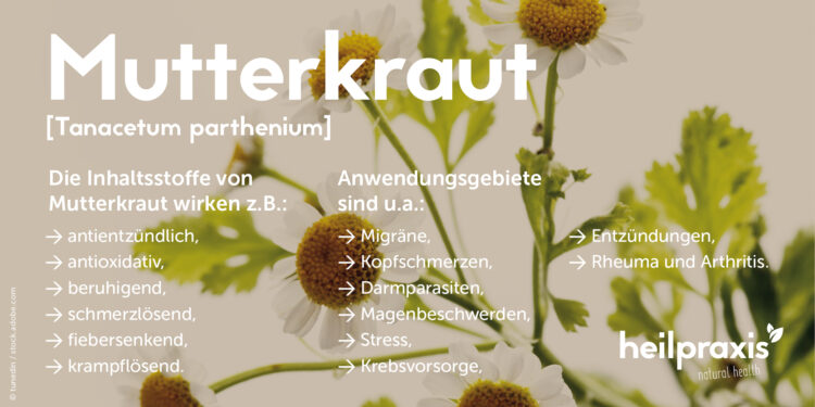 Die wichtigsten Wirkungen und Anwendungsgebiete von Mutterkraut Tanacetum parthenium