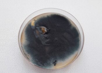 Aspergillus fumigatus in einer Petrischale