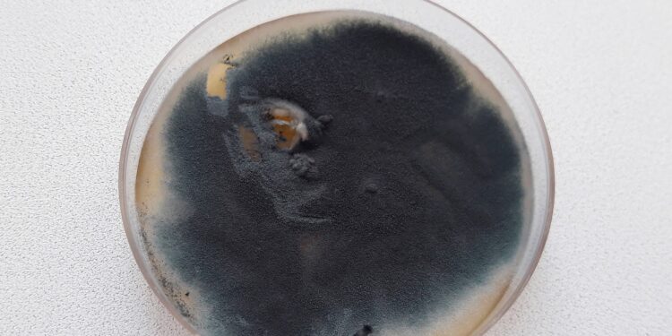 Aspergillus fumigatus in einer Petrischale