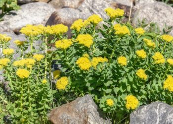 Rosenwurz mit gelben Blüten wächst auf steinigem Untergrund