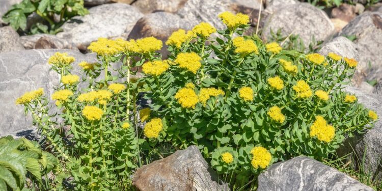 Rosenwurz mit gelben Blüten wächst auf steinigem Untergrund