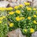 Rosenwurz mit gelben Blüten wächst auf steinigem Untergrund