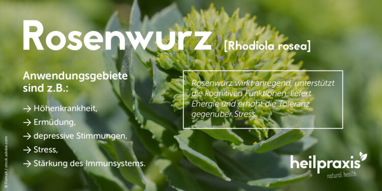 Übersicht mit den wichtigsten Wirkungen und Anwendungsgebieten von Rosenwurz Rhodiola rosea