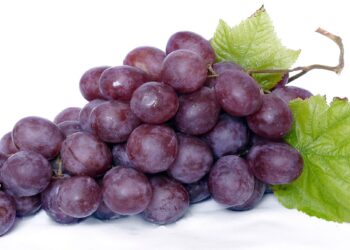 Rote Weintrauben vor weißem Hintergrund
