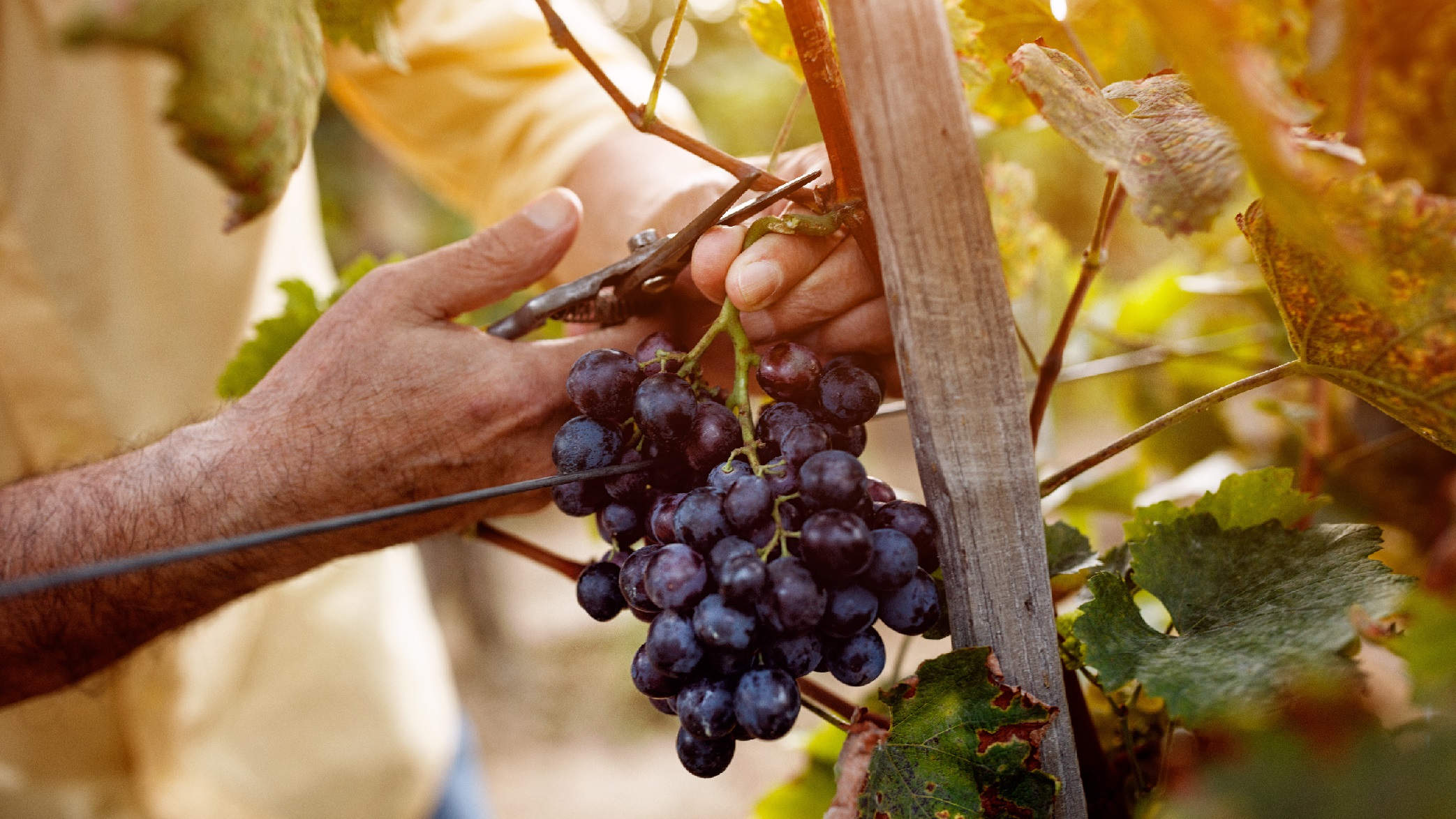 Ern-hrung-Weintrauben-f-rdern-eine-gesunde-Darmflora