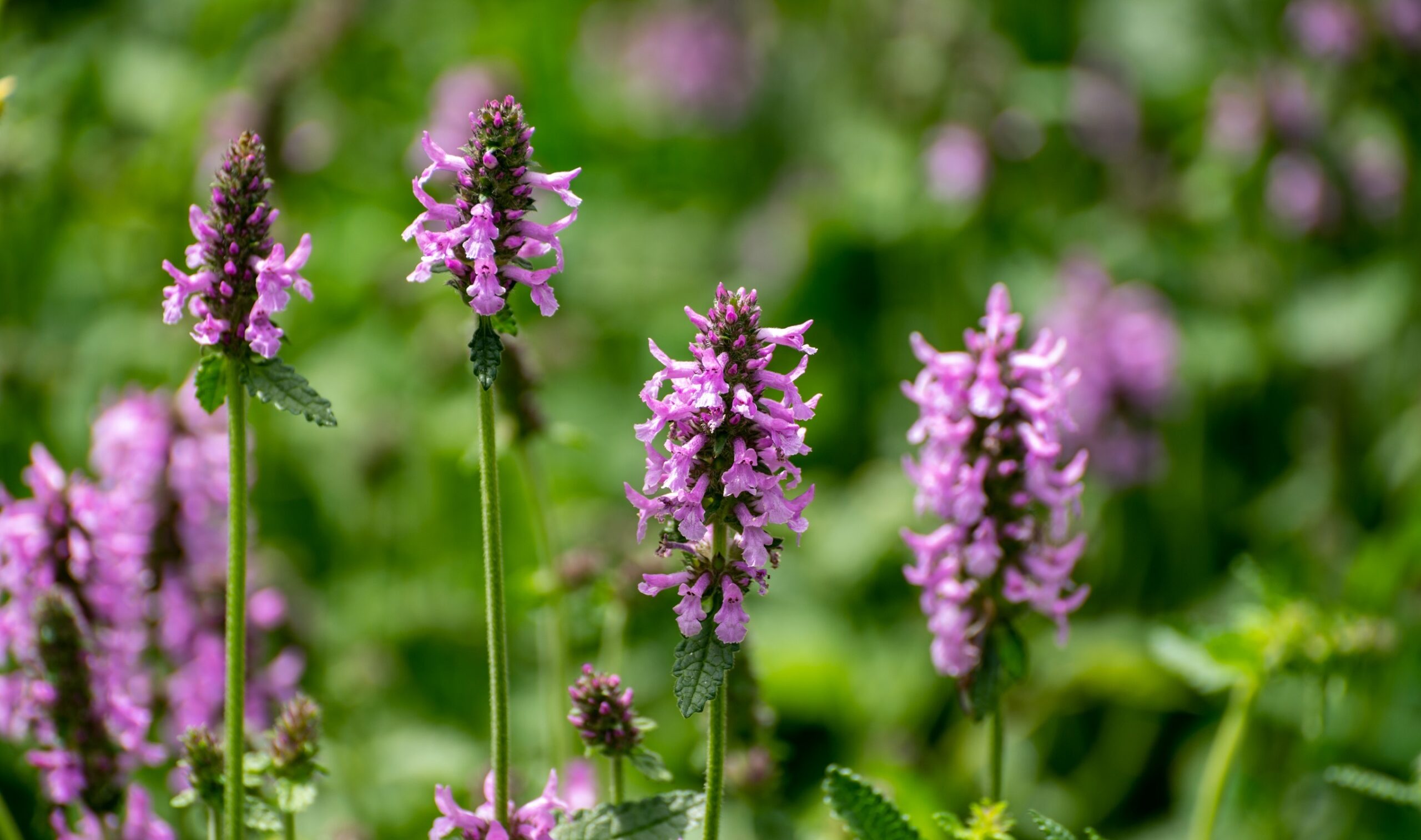 Betonie (Stachys officinalis) Inhaltsstoffe, Wirkung und Anwendung