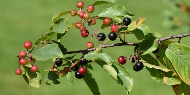 Rote und schwarze Beeren und grüne Blätter des Faulbaums an einem Zweig