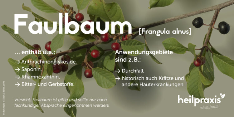 Übersicht der wichtigsten Inhaltsstoffe und Anwendungsgebiete von Faulbaum Frangula alnus
