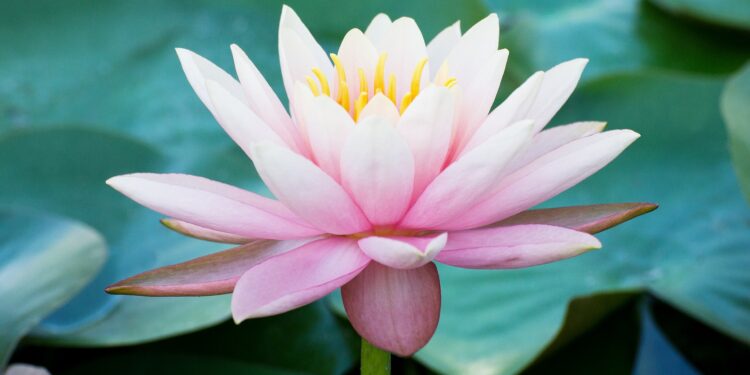 Rosafarbene Lotusblüte mit gelbem Stempel vor grünen Blättern