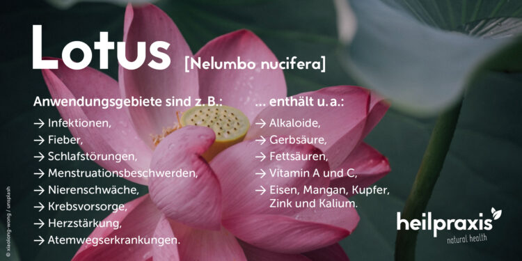 Übersicht der wichtigsten Inhaltsstoffe und Anwendungsgebiete von Lotus Nelumbo nucifera