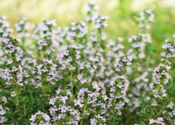 Blühende Thymianpflanze in der Natur