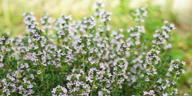 Blühende Thymianpflanze in der Natur