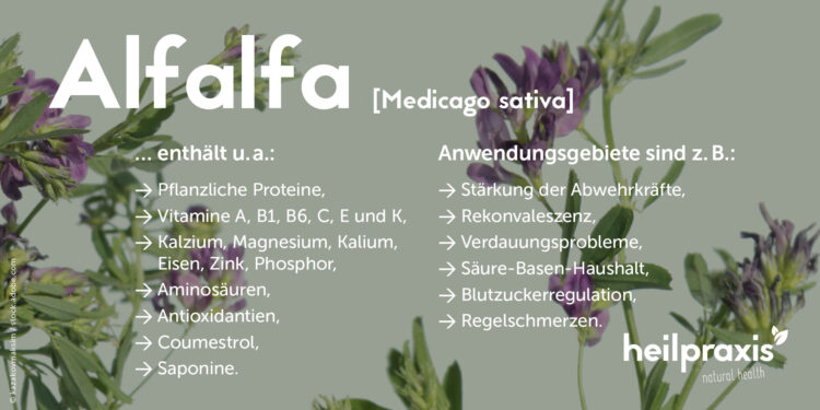 Inhaltsstoffe und Anwendungsbereiche von Alfalfa