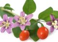 Zweig mit Blättern, Blüten und Beeren des Bocksdorn