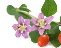 Zweig mit Blättern, Blüten und Beeren des Bocksdorn