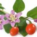 Zweig mit Blättern, Blüten und Beeren des Bocksdorn