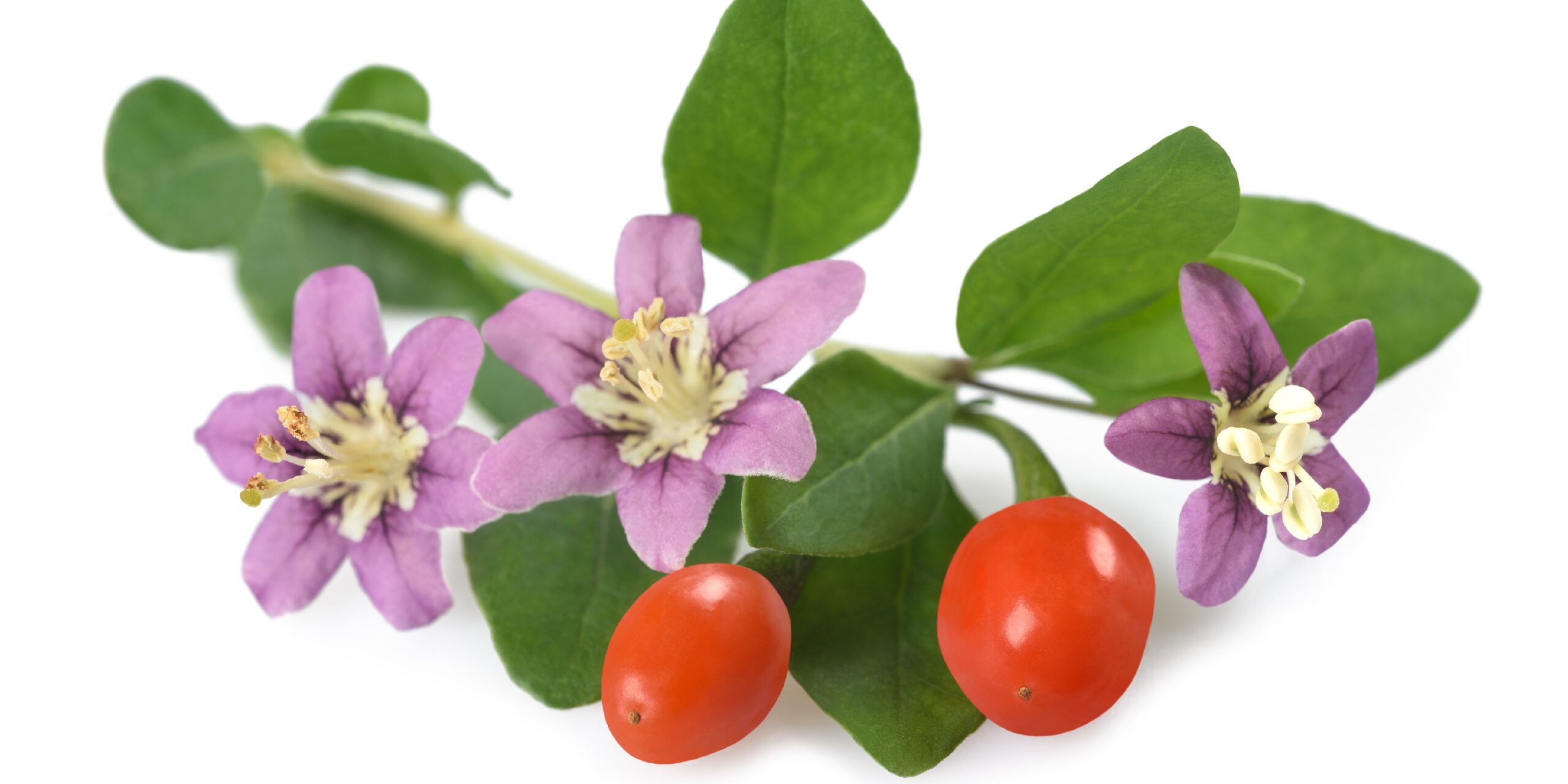 Bocksdorn-zeigt-starke-Anti-Aging-Wirkung