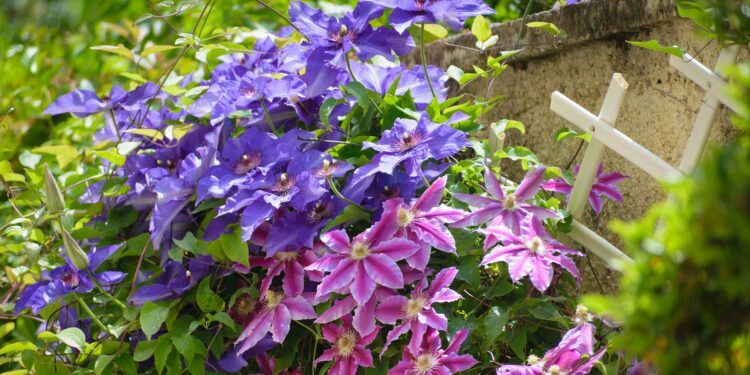 Clematis in blau und violett rankt an einer grauen Steinmauer und einer weißen Gitterrankhilfe empor