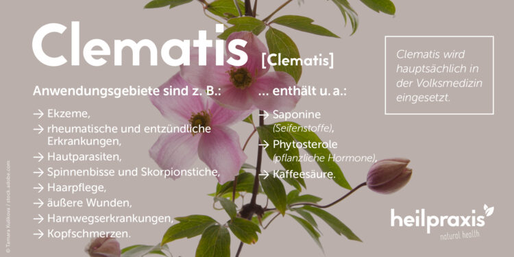 Inhaltsstoffe und Anwendungsgebiete von Clematis in der Übersicht