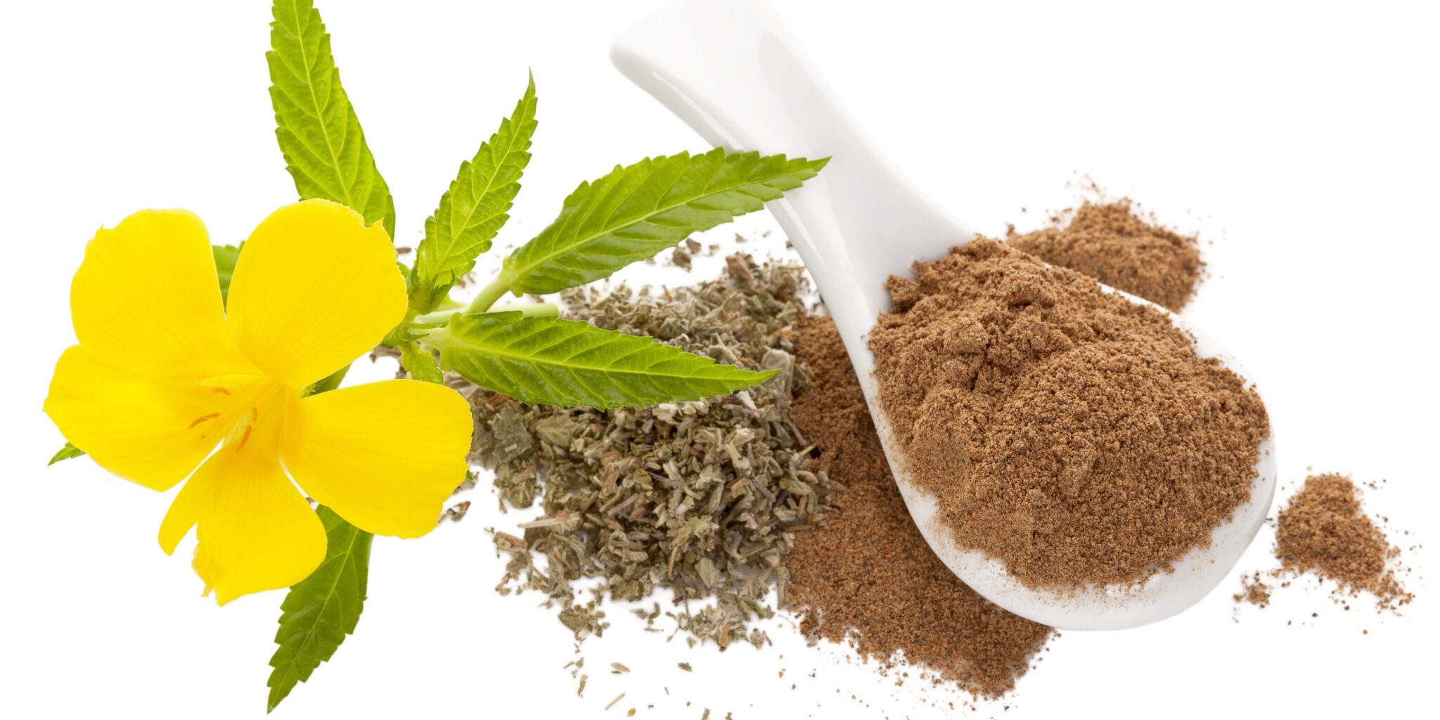 Damiana Inhaltsstoffe, Wirkung und Anwendung Heilpraxis