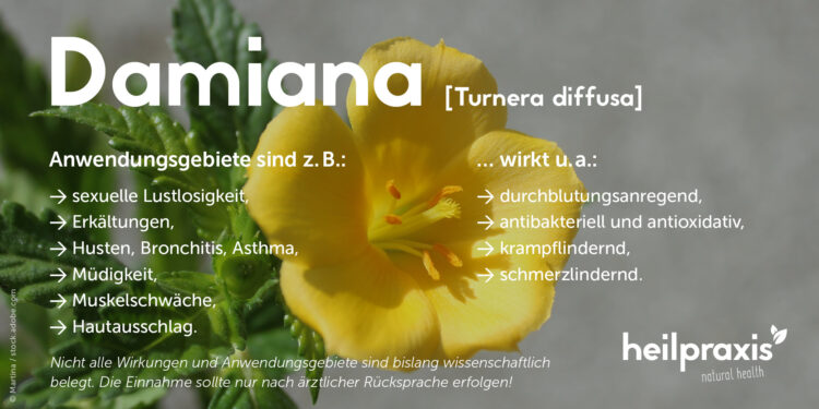 Übersicht zu Wirkung und Anwendung von Damiana