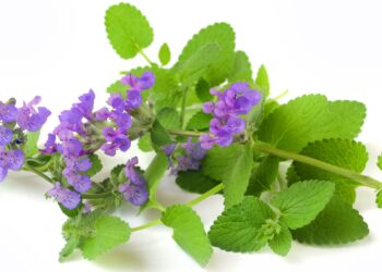 Ein Zweig Katzenminze mit grünen Blättern und violetten Blüten