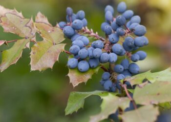 Blaue Beeren und gezackte grüne Blätter der Mahonie