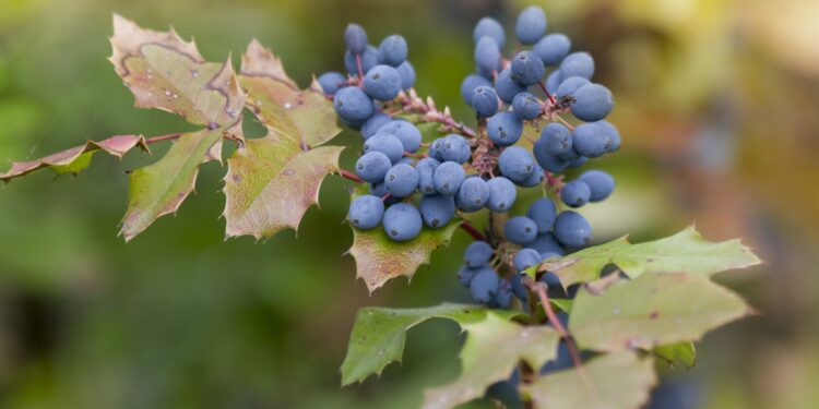 Blaue Beeren und gezackte grüne Blätter der Mahonie