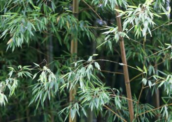 Moso-Bambus