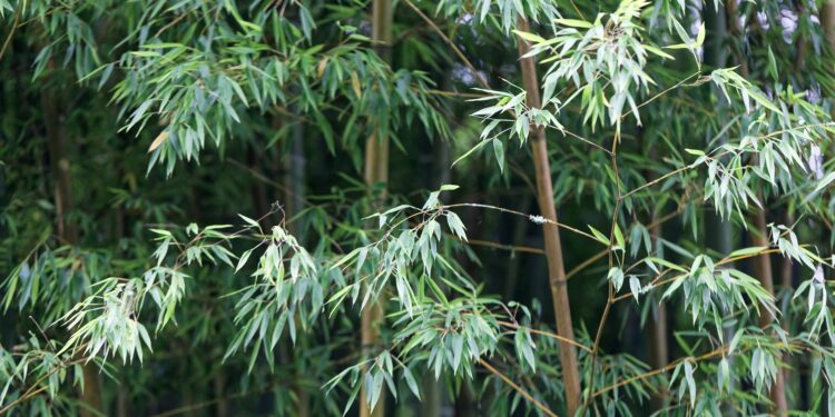 Moso-Bambus